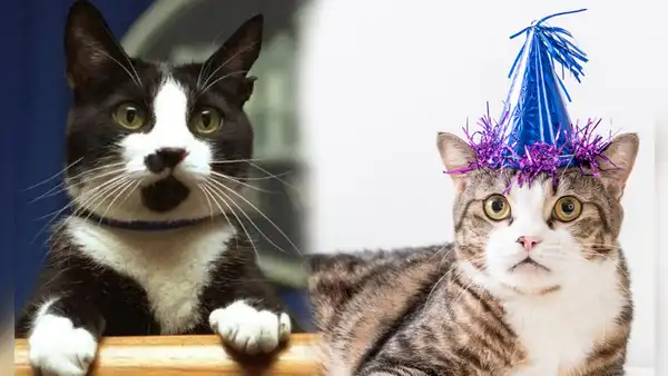 Día Internacional del Gato: ¿por qué se celebra el 20 de febrero y en otras dos fechas?