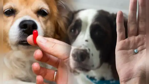 ¿Cómo hacer para que mi perro se tome la pastilla y no la escupa? Con estos trucos es posible