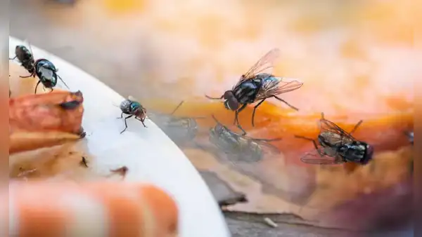 ¿Cómo eliminar las moscas de mi casa sin insecticida? Estos son los trucos caseros más efectivos