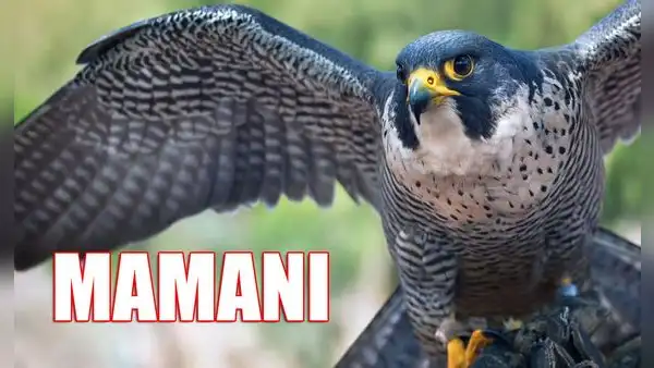 ¿Qué significa el apellido Mamani en Perú y cuál es la leyenda en la que está basada su origen?