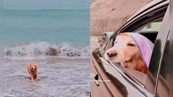 Denuncian que perro murió tras ser víctima de intoxicación en Playa Bujama