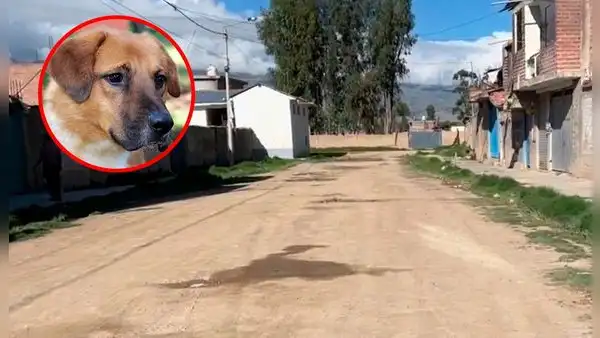 Envenenan a más de 8 perros en menos de 24 horas en Huancayo