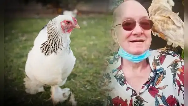 Hombre de 67 años muere tras feroz ataque de una de sus gallinas