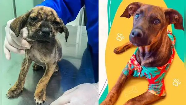 ¿Quieres adoptar a Choripan? Perrito rescatado busca nuevo hogar