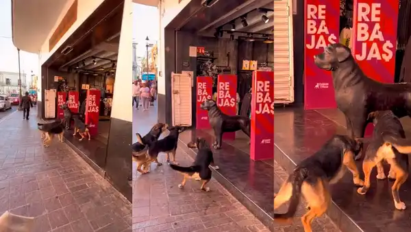 Perritos sorprenden al ladrar a estatua que confundieron con otro can: “Querían socializar”