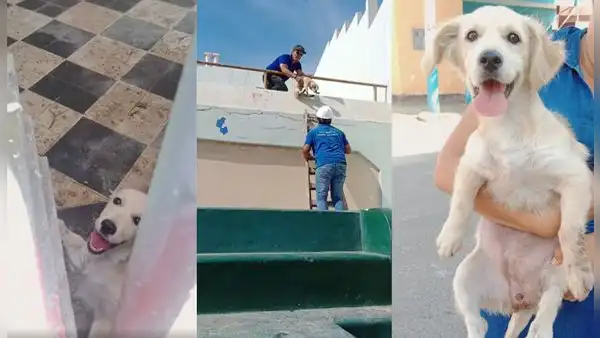 Callao: buscan hogar para cachorrita que rescataron tras ser arrojada a Estadio Telmo Carbajo