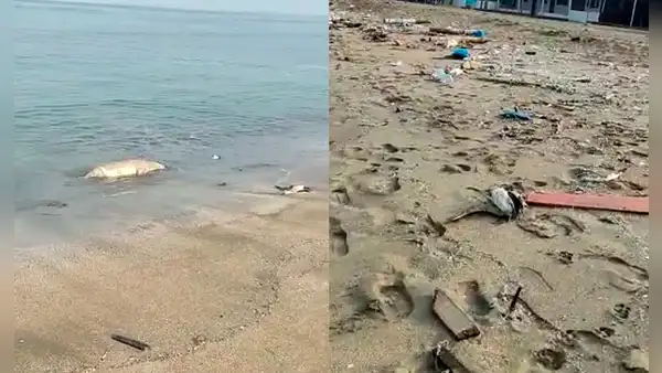 Ancón: hallan cerca de 200 aves muertas en la orilla de la playa Las Conchitas