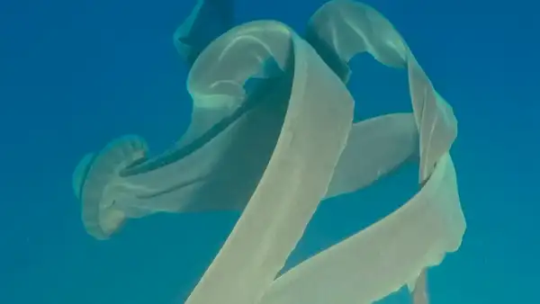 Captan una gigantesca medusa fantasma de 10 metros de largo [VIDEO]