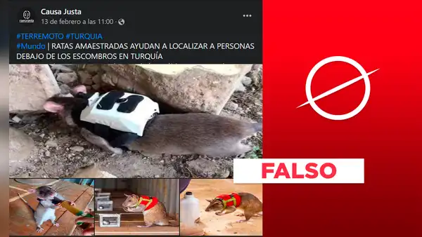 Estas sí son ratas de rescate, pero no están trabajando en Siria y Turquía tras el terremoto