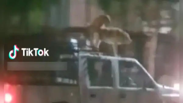 ¿Y cómo son los perros en tu barrio? Captan a canes apareándose sobre el techo de carro en movimiento