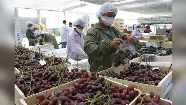 Agroexportaciones alcanzaron los US$9.807 millones durante el 2022
