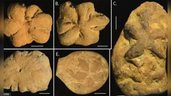 'Fósiles' de 514 millones de años no corresponden a ninguna forma de vida