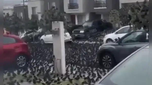 ¿El fin del mundo? aves se acumulan en calles de México y vecinos temen que estén 'alertando una crisis'
