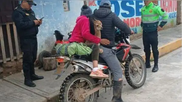 Detienen a 2 personas por llevarse a una vicuña bebé en moto en Huancavelica