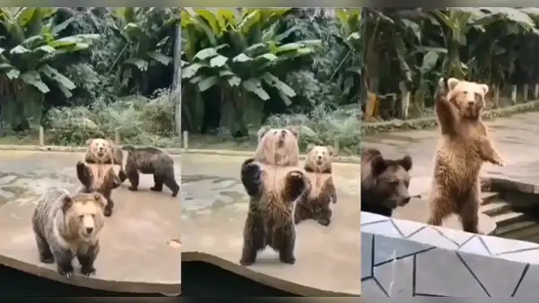 ¡De locos! Joven da de comer a osos en zoológico, pero uno de ellos lo llama como si fuera humano