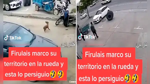 “Milagro perruno”: can se salva de morir aplastado por rueda que se desprendió de un vehículo