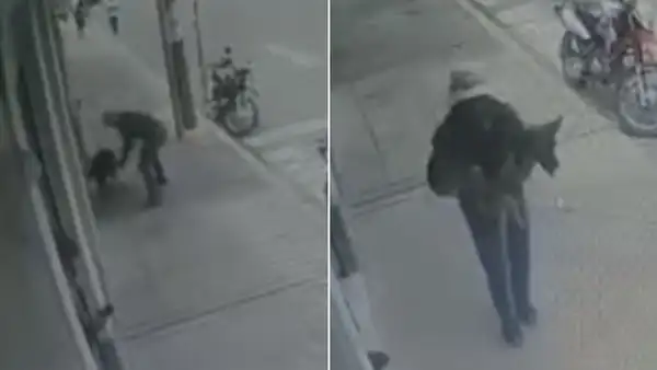 Sujeto se lleva a perrito y niño llora desconsolado por desaparición de su mascota