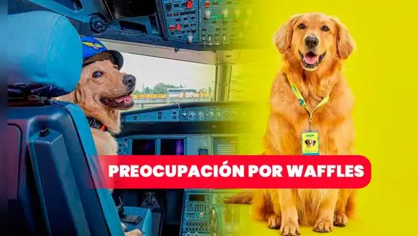 Crisis en Viva Air: usuarios preocupados por Waffles, mascota de la aerolínea