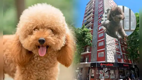 La insólita historia del perrito que cayó del piso 13 y provocó 3 muertes en Argentina