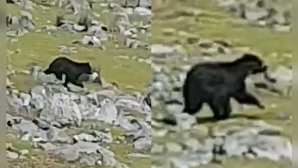 Hallan muerto a oso andino que estuvo deambulando horas antes en cerro de Apurímac