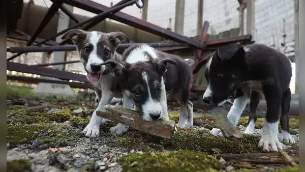 Perros callejeros en Chernóbil serían genéticamente distintos que los de otras partes del mundo