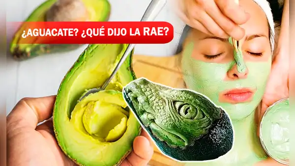 ¿Aguacate, palta o avocado? Estos son los más de 10 nombres que posee el oro verde