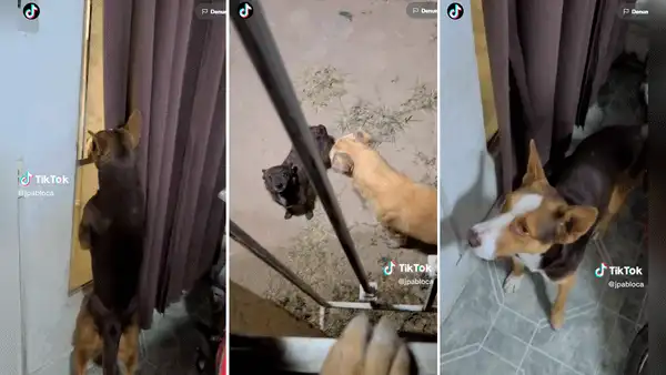 Perrito castigado pone cara de tristeza para ‘chantajear’ a su dueño y lograr que lo dejen salir a jugar
