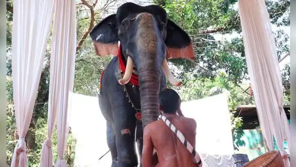 Templo hindú usa elefante robótico para evitar el maltrato animal y la caza furtiva