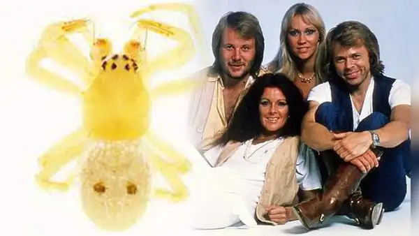 ¡Mamma mia, una araña! Científicos nombran como Abba a nueva especie de arácnido