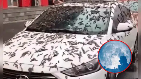 ¿Por qué la “Lluvia de gusanos” es relacionado al fenómeno de Luna Llena de Gusano?