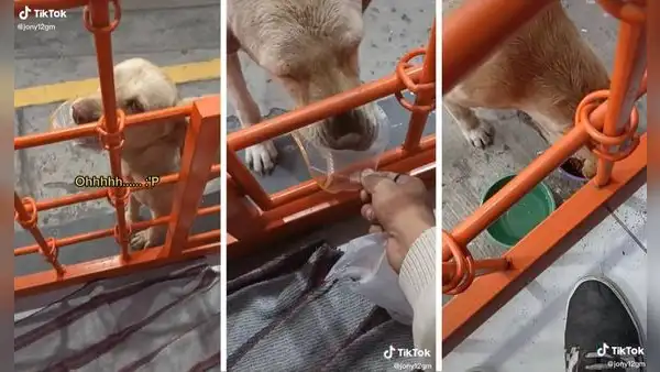 Perrito se vuelve sensación al pagarle con basura al bodeguero para conseguir croquetas