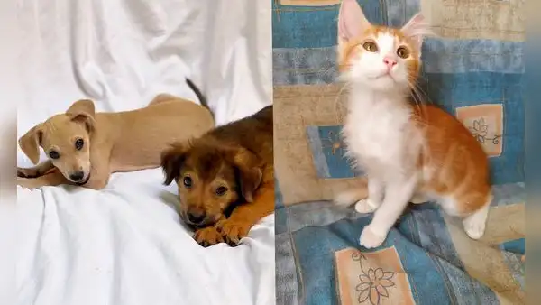 ¿Buscas mascotas? Ven a la jornada de adopción de perritos y gatitos rescatados de las calles