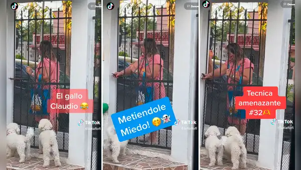“Bruno, entra a la casa, tú no eres un perro callejero”: regaña a su can como si fuera su hijo