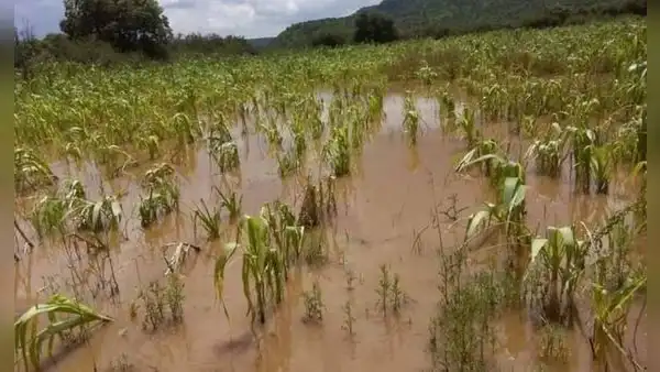 Ciclón Yaku: ¿cómo acceder al Seguro Agrario Catastrófico de S/800 por hectárea?
