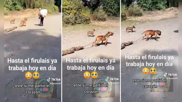 Hasta el perro trabaja: captan a can ayudando a su dueño a cargar un tronco de madera