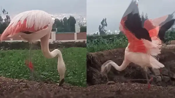 Flamencos son captados comiendo en chacras de la ciudad de Arequipa: ¡qué hermoso!