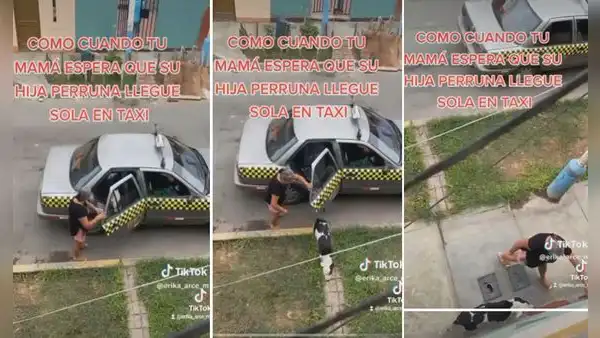 Perrita escapa de casa y regresa en taxi 2 días después: “Ya es independiente”