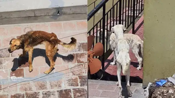 Maltrato animal: denuncian a hombre por no alimentar a más de 18 canes en Arequipa