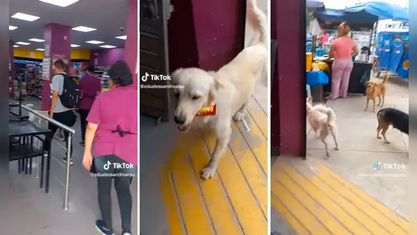 Perrito ingresa a un Tambo y se lleva un chocolate: “La situación está crítica”