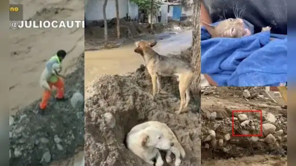 Vecinos rescatan animales abandonados por familias y afectados por los huaicos en Lima
