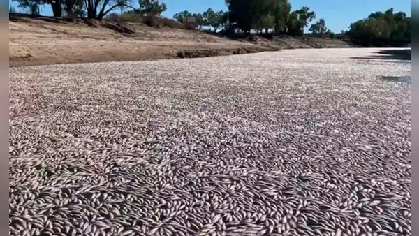 “Es horrible”: millones de peces muertos por intensa ola de calor bloquean un río australiano