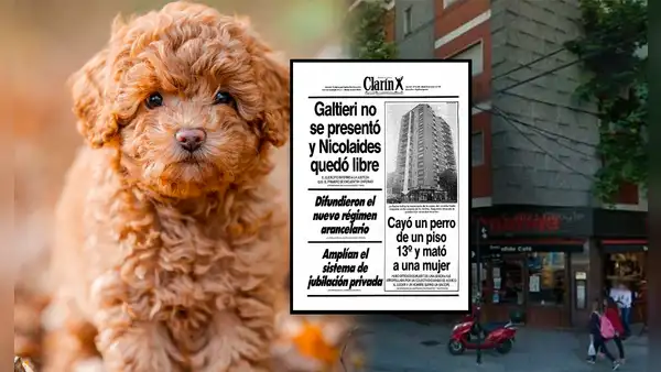 La insólita historia del perrito que cayó del piso 13 y provocó 3 muertes en Argentina
