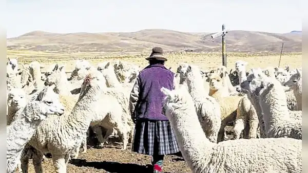Agricultores y ganaderos de Puno en crisis por falta de lluvias