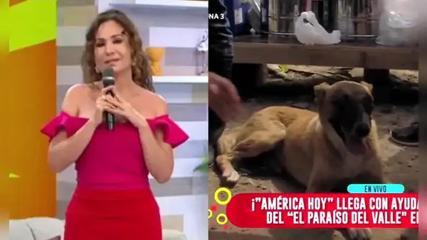 Janet Barboza se compromete a curar a perrito herido por huaico en Jicamarca: "Situación dolorosa"