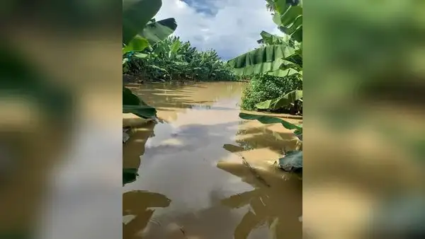 Bananeros de Piura pierden más de un millón de soles tras inundación de 60 hectáreas de plantaciones