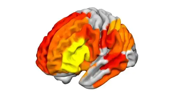 ¿Qué le hace el ayahuasca al cerebro? Estudio revela un profundo impacto