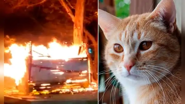 Quemados, asfixiados y calcinados: sujetos incendian albergue con 50 gatitos dentro