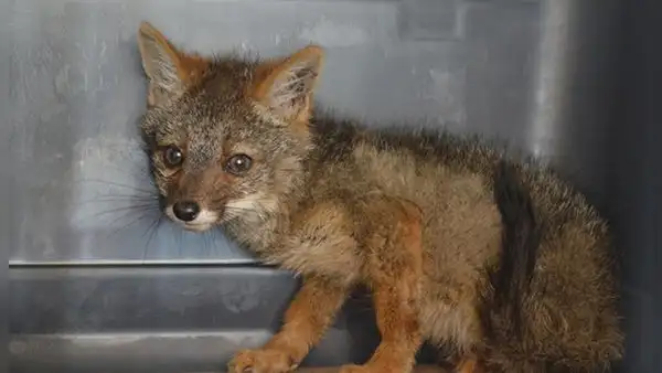 Zorro de 3 meses es rescatado tras estar cautivo en un domicilio en Áncash