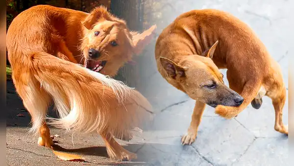 ¿Por qué los perros se muerden su propia cola? Esta es la verdadera razón