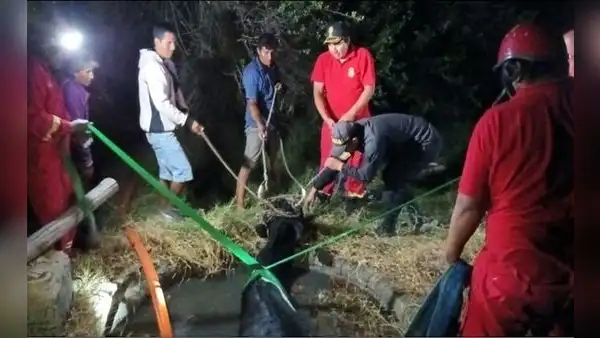 Bomberos rescatan una vaca de 300 kilos que cayó a un pozo: “¡Niña Bonita, vive!"